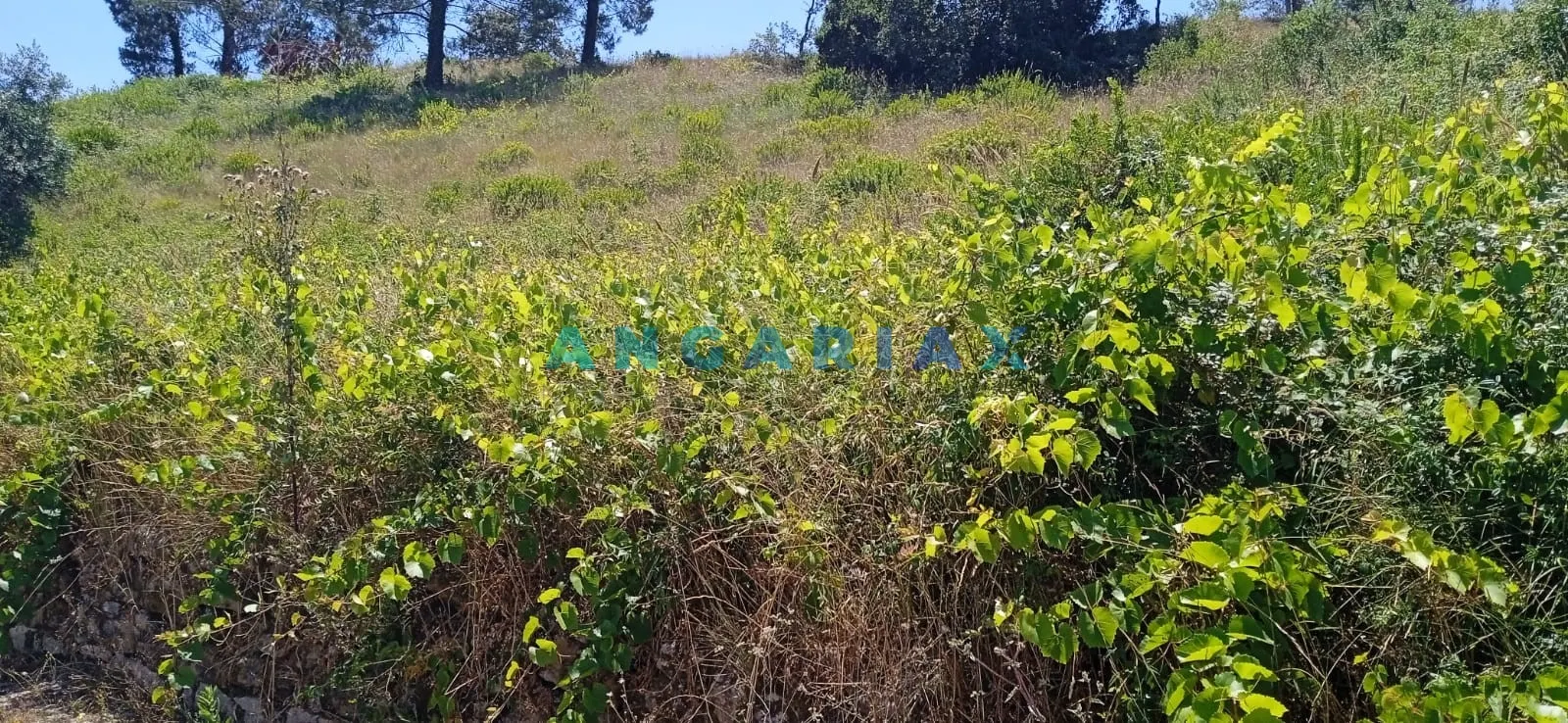 Terreno Urbano T0 - Batalha, Batalha, Leiria
