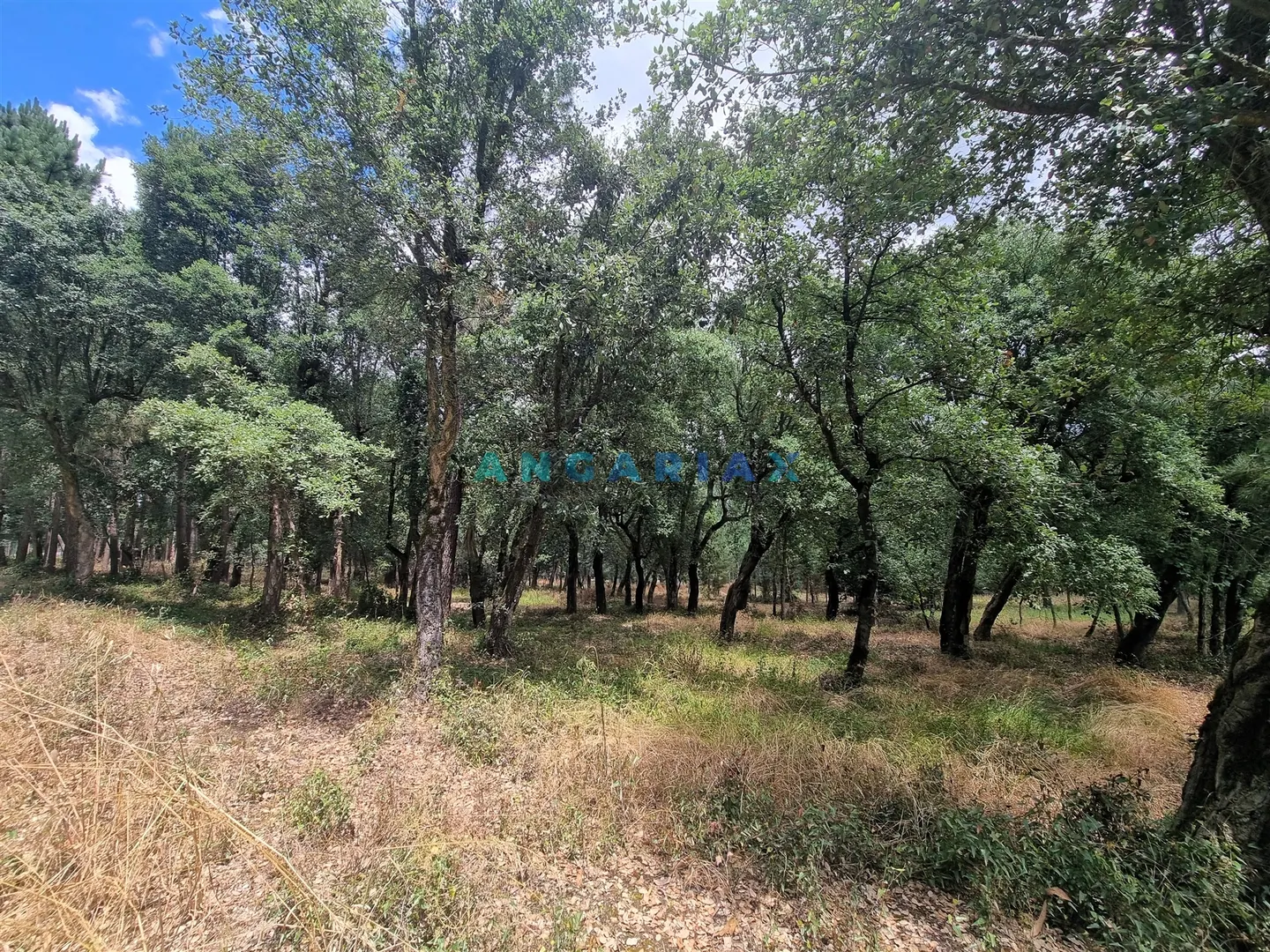 Terreno R�stico T0 - Porto de M�s, Porto de M�s, Leiria