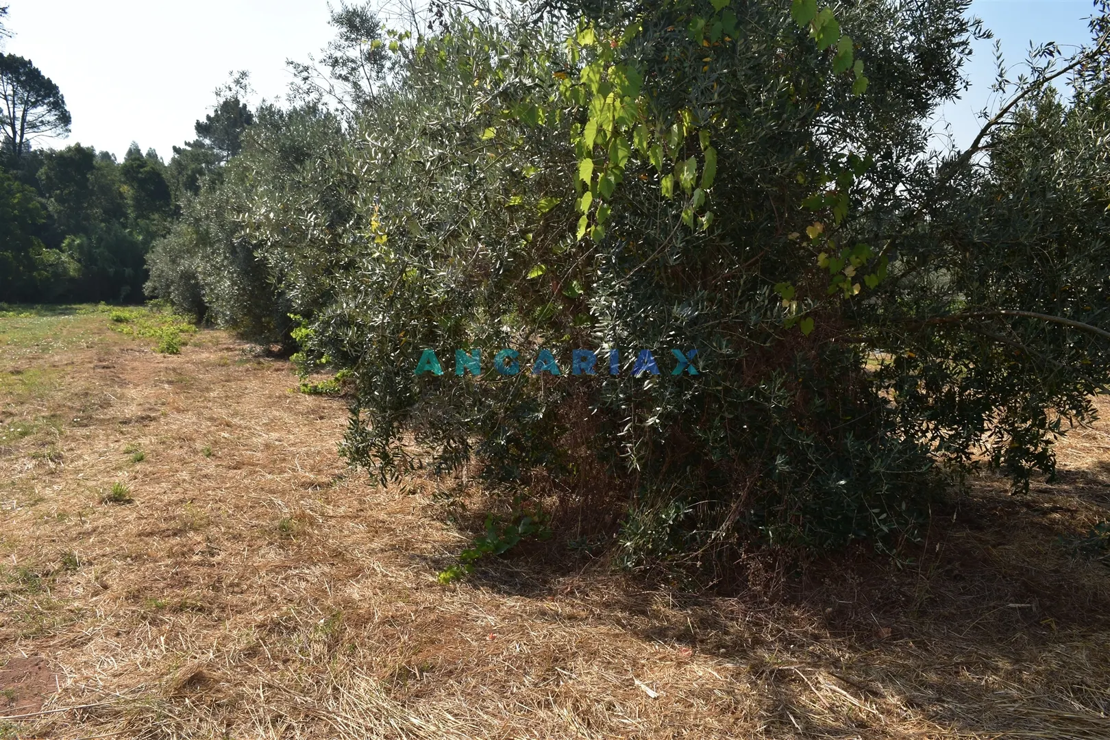 Terreno Rstico T0 - Aguda, Figueir dos Vinhos, Leiria - Miniatura: 8/9