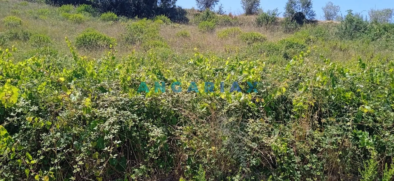 Terreno Urbano T0 - Batalha, Batalha, Leiria - Miniatura: 6/9