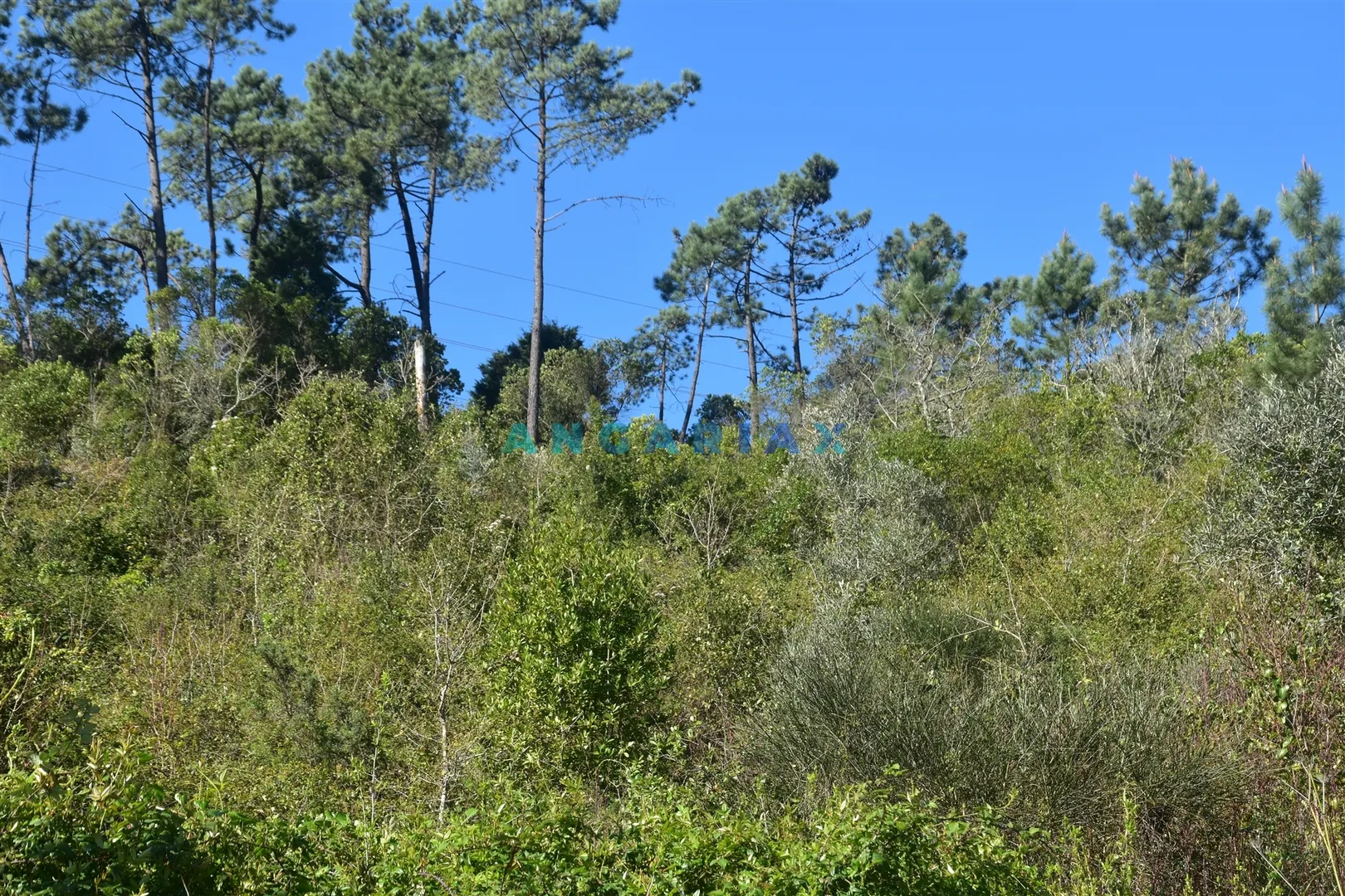 Terreno Urbano T0 - Santa Clara, Coimbra, Coimbra - Miniatura: 3/9