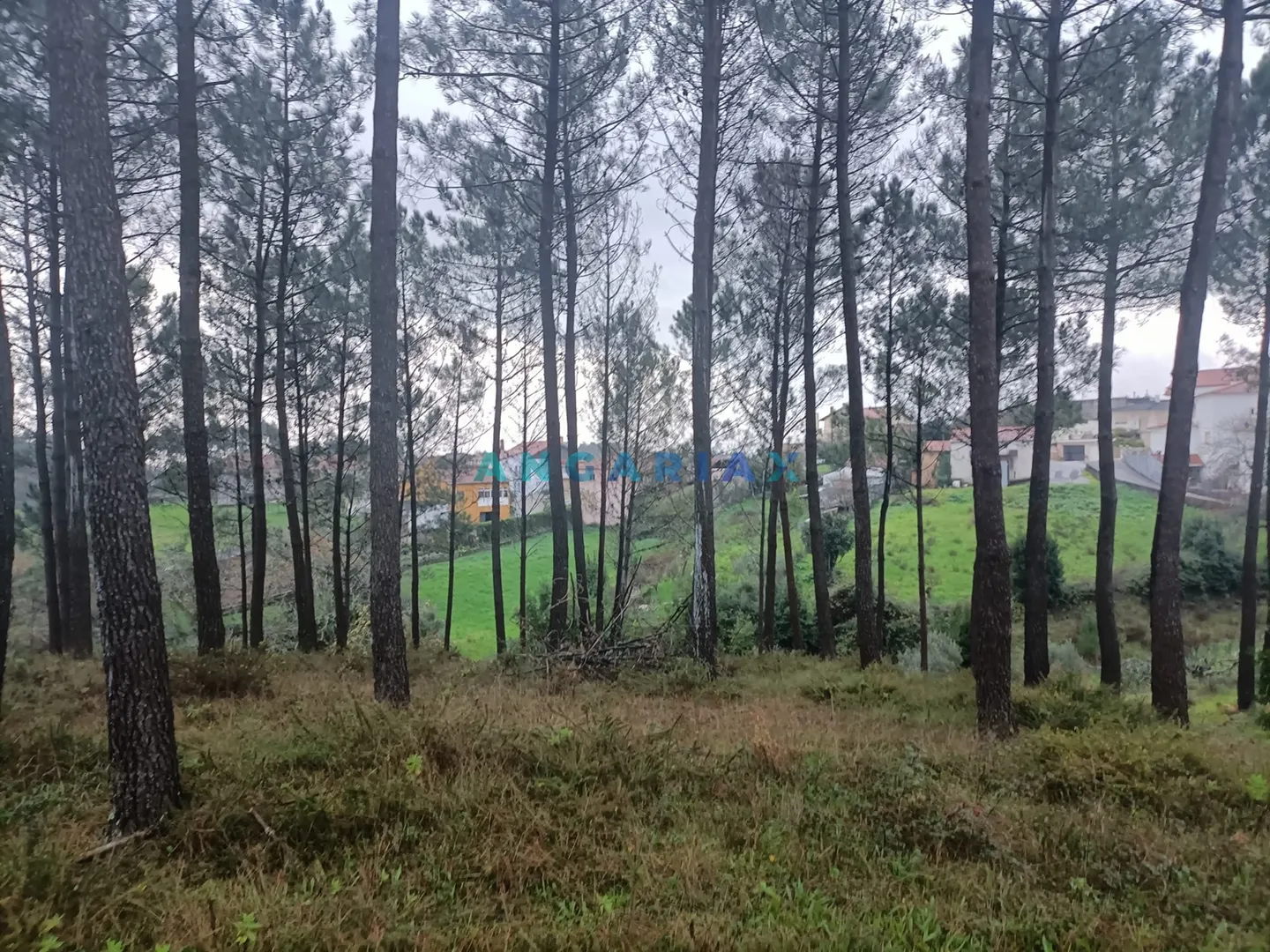 Terreno R�stico T0 - Santa Catarina da Serra, Leiria, Leiria - Imagem grande