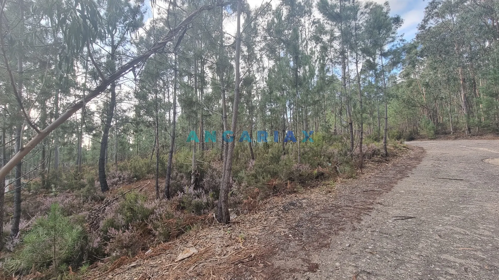 Terreno Industrial T0 - Marrazes, Leiria, Leiria - Miniatura: 3/9