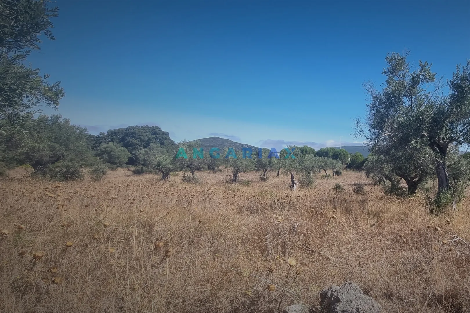 Terreno R�stico T0 - Alcanena, Alcanena, Santar�m - Imagem grande