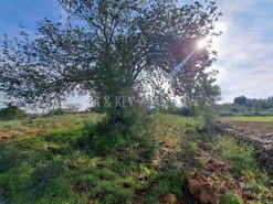 Terreno R�stico T0 - S�o Bartolomeu de Messines, Silves, Faro (Algarve) - Miniatura: 10/19