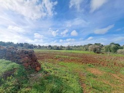 Terreno R�stico T0 - S�o Bartolomeu de Messines, Silves, Faro (Algarve) - Miniatura: 6/19