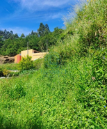 Terreno R�stico T0 - Mozelos, Paredes de Coura, Viana do Castelo - Miniatura: 10/14
