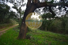 Quinta T0 - Amoreira, �bidos, Leiria - Miniatura: 3/42