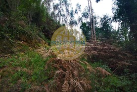 Quinta T0 - Amoreira, �bidos, Leiria - Miniatura: 25/42