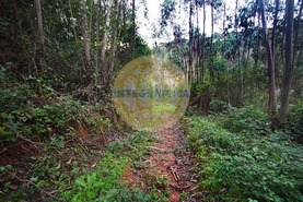 Quinta T0 - Amoreira, �bidos, Leiria - Miniatura: 29/42