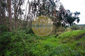 Quinta T0 - Amoreira, �bidos, Leiria - Miniatura: 38/42