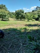 Terreno Urbano T0 - Brrio, Alcobaa, Leiria - Miniatura: 2/6