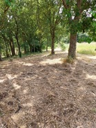 Terreno Urbano T0 - Brrio, Alcobaa, Leiria - Miniatura: 3/6