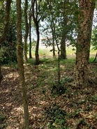 Terreno Urbano T0 - Brrio, Alcobaa, Leiria - Miniatura: 4/6