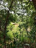 Terreno Urbano T0 - Brrio, Alcobaa, Leiria - Miniatura: 5/6