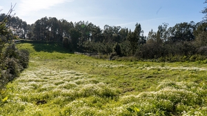 Terreno Rstico T0 - Parceiros, Leiria, Leiria - Miniatura: 1/13