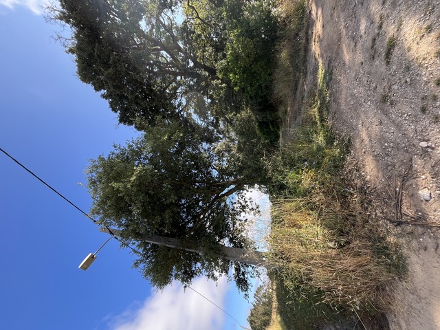 Terreno Rstico T0 - Brrio, Alcobaa, Leiria - Imagem grande