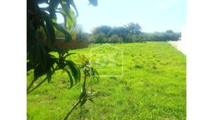 Terreno Rstico T0 - Marinha Grande, Marinha Grande, Leiria - Miniatura: 5/8