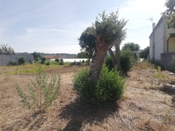Terreno Urbano T0 - Souto da Carpalhosa, Leiria, Leiria - Miniatura: 3/4