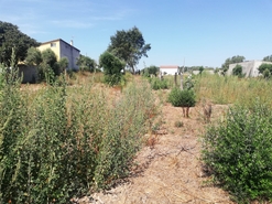 Terreno Urbano T0 - Souto da Carpalhosa, Leiria, Leiria - Miniatura: 4/4