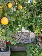 Moradia - S�, Portalegre, Portalegre - Miniatura: 56/65