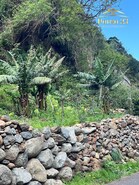Terreno R�stico T0 - Arco de S�o Jorge, Santana, Ilha da Madeira - Miniatura: 11/30
