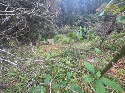 Terreno R�stico T0 - Arco de S�o Jorge, Santana, Ilha da Madeira - Miniatura: 6/13