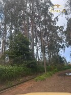 Terreno R�stico T0 - Arco de S�o Jorge, Santana, Ilha da Madeira - Miniatura: 13/13