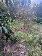 Terreno Rstico T0 - Arco de So Jorge, Santana, Ilha da Madeira - Miniatura: 8/13