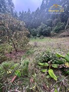 Terreno Rstico T0 - Arco de So Jorge, Santana, Ilha da Madeira - Miniatura: 12/13