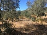 Terreno Rstico - Valhascos, Sardoal, Santarm - Miniatura: 1/3