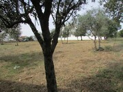 Terreno R�stico - Pego, Abrantes, Santar�m - Miniatura: 3/9