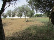 Terreno R�stico - Pego, Abrantes, Santar�m - Miniatura: 4/9