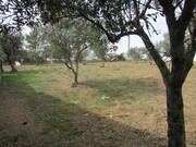 Terreno R�stico - Pego, Abrantes, Santar�m - Miniatura: 5/9