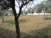 Terreno R�stico - Pego, Abrantes, Santar�m - Miniatura: 6/9