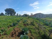 Quinta - Sardoal, Sardoal, Santarm - Miniatura: 6/9