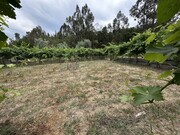 Quinta - Alvega, Abrantes, Santarm - Miniatura: 5/9