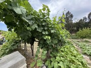 Quinta - Alvega, Abrantes, Santarm - Miniatura: 7/9