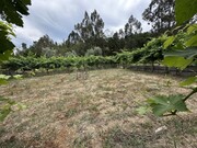 Quinta - Alvega, Abrantes, Santarm - Miniatura: 8/9