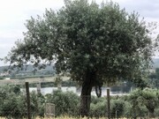 Terreno Urbano - Abrantes, Abrantes, Santarm - Miniatura: 7/9