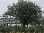 Terreno Urbano - Abrantes, Abrantes, Santarm - Miniatura: 8/9
