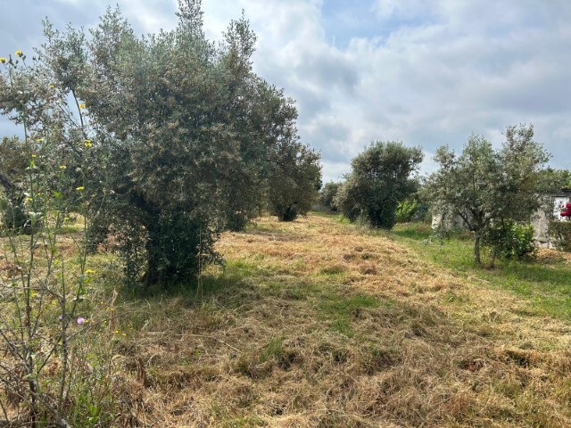 Terreno Urbano - Pego, Abrantes, Santarém - Imagem grande