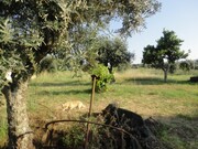Terreno Rstico - Pego, Abrantes, Santarm - Miniatura: 2/9