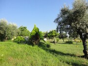 Terreno Rstico - Pego, Abrantes, Santarm - Miniatura: 3/9