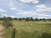 Terreno Rstico - Pego, Abrantes, Santarm - Miniatura: 5/9