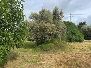 Terreno Urbano - Pego, Abrantes, Santarm - Miniatura: 6/9