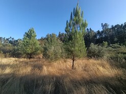 Terreno Rstico - Alcaravela, Sardoal, Santarm