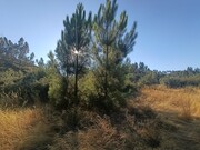Terreno Rstico - Alcaravela, Sardoal, Santarm - Miniatura: 1/5