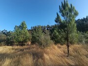 Terreno Rstico - Alcaravela, Sardoal, Santarm - Miniatura: 2/5