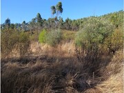 Terreno Rstico - Alcaravela, Sardoal, Santarm - Miniatura: 4/5